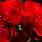 薔薇05