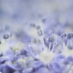 EXOTIC BLUE