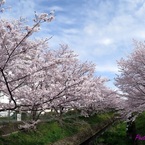 20160405_防賀川の桜苑