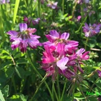 20160419_草内操毛の蓮華草