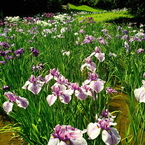 明治神宮の菖蒲