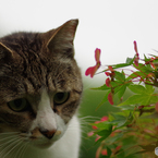 ねこ　その１０２