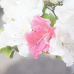 Hexanon 50/2.8 (引き伸ばしレンズ)