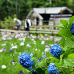 紫陽花
