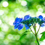 明月院・紫陽花 VI