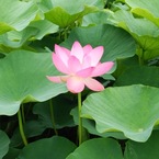 蓮の花