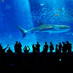 美ら海水族館