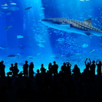 美ら海水族館