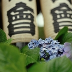 紫陽花祭り