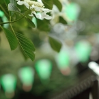 白紫陽花