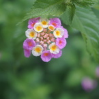 SIGMA mini-wide 28/2.8