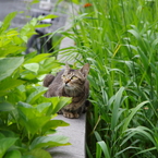 発見にゃんこ