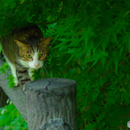 ねこ　その１３３