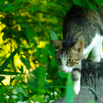 ねこ　その１３４