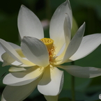 白蓮-2