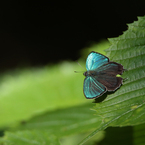 メスアカミドリシジミ（2016年6月18日撮影分）