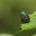 メスアカミドリシジミ（2016年6月18日撮影分）