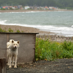 ぷらっと旅　浜の秋田犬