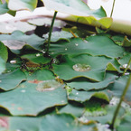 水玉