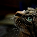 green eyes