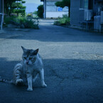 ねこ