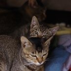 守られにゃんこ