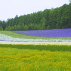 花♡Flower carpet