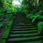 苔むす階(きざはし)
