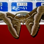 深夜の先客