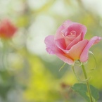 花♡see you