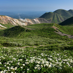 くじゅう連山のやまあじさい