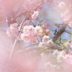 cherry blossom,桜