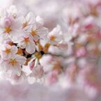 cherry blossom,桜