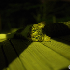 真夏の夜猫　（ねこ　その１９４）