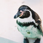 フンボルトペンギン
