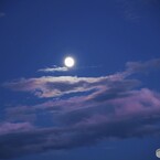 月を見つめる【綺麗だよ～早く撮って】