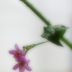 夢