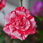 薔薇