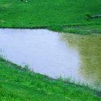 Field Of Dreams