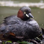 抱卵中のカイツブリ