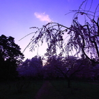 夕暮れ桜