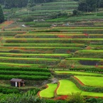 棚田のある風景