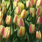 DSCF0310