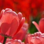 DSCF0320