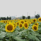 DSCF0136
