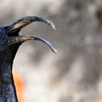 我々鳥類は、恐竜の生き残りです。