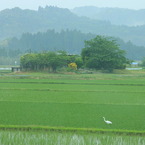 田園風景