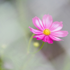 cosmos～✲
