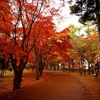 紅葉♤香雪園