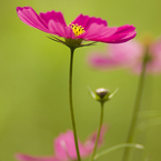 秋桜#5